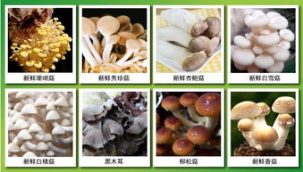 江蘇智耕園生物科技